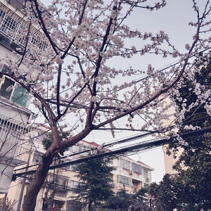 巧露影视免费观看电视剧的优点
